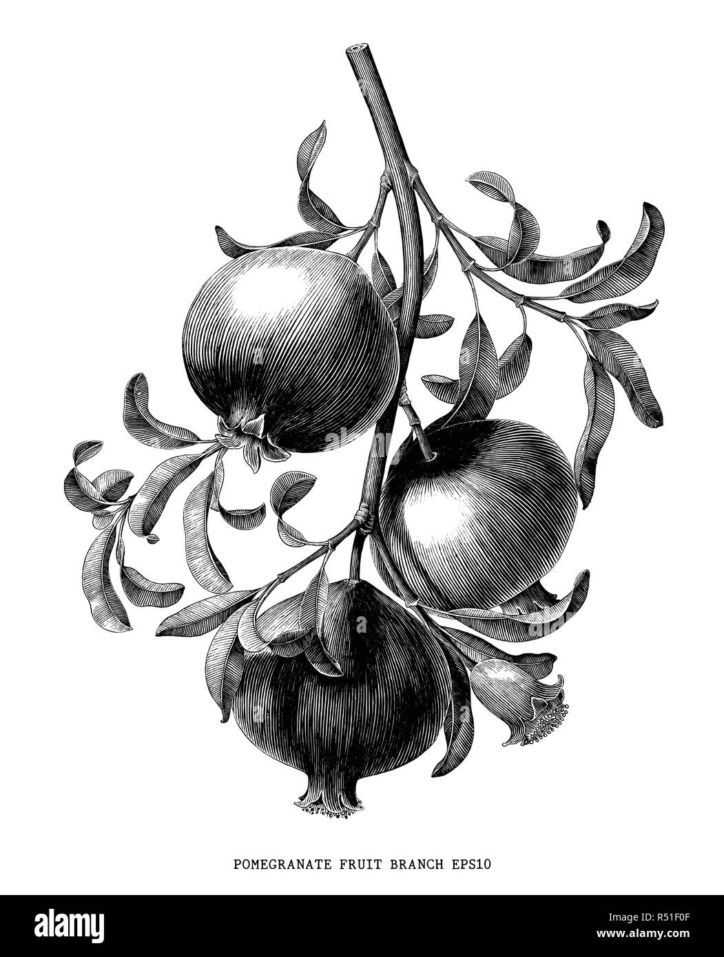 Pomegranate fruit branch botanical vintage engraving illustration isolated on white background Stock Vector