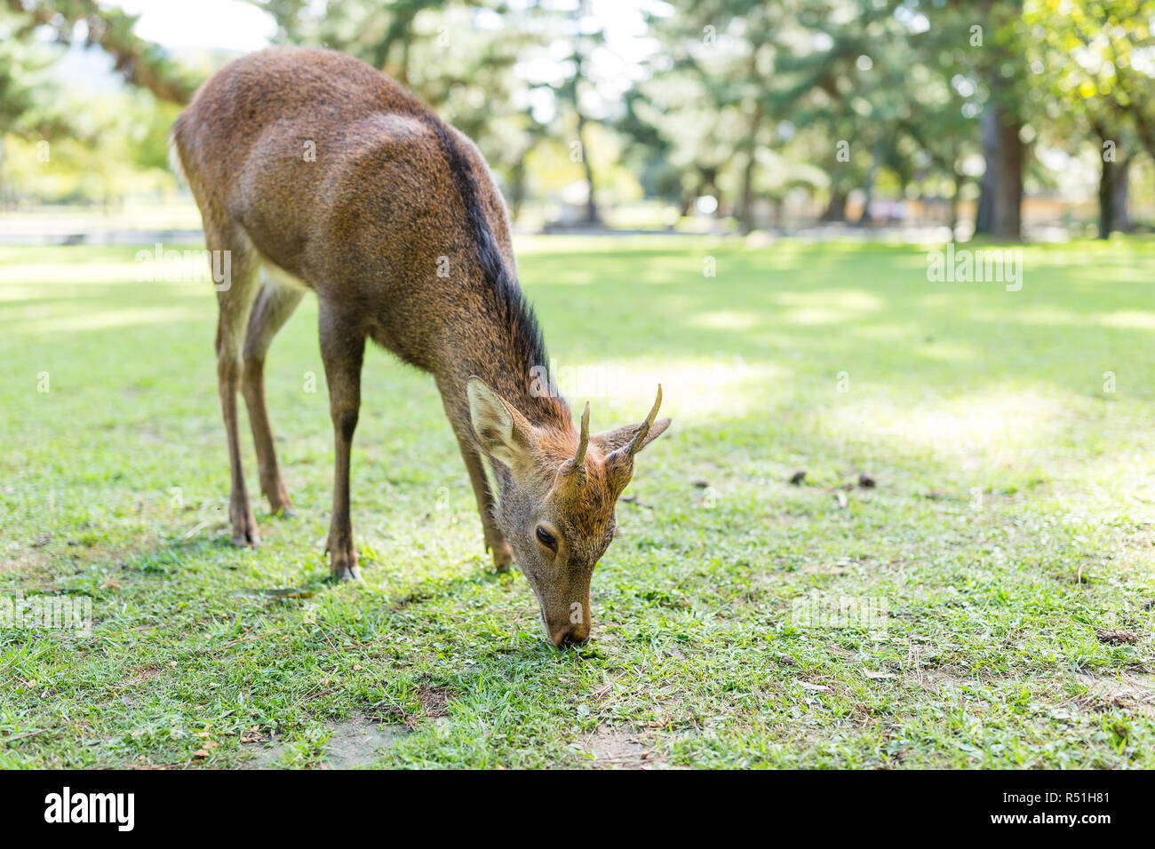 Wild deer eating grass Stock Photo Alamy
