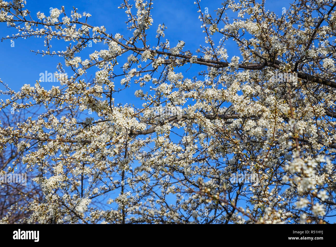White cherry blossoms on blue sky background Stock Photo - Alamy