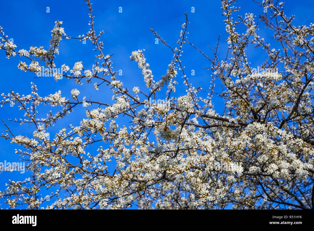 White cherry blossoms on blue sky background Stock Photo - Alamy