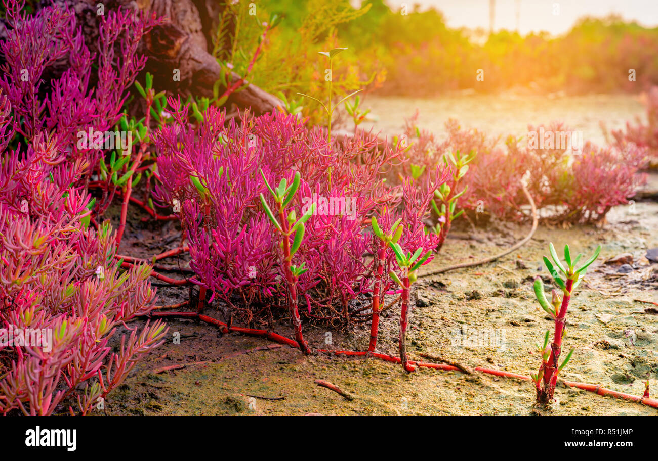 Seablite (Sueda maritima) growth in acid soil. Acid soil indicator plants. Red Seablite grow near dead tree on blurred background of mangrove forest,  Stock Photo