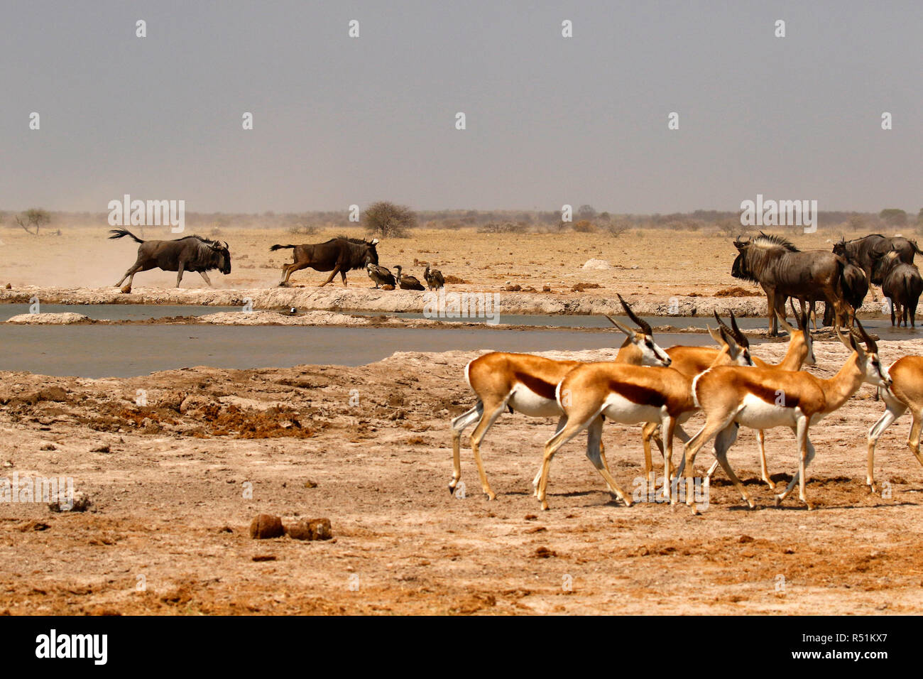 Blue Wildebeest racing down to drink Stock Photo