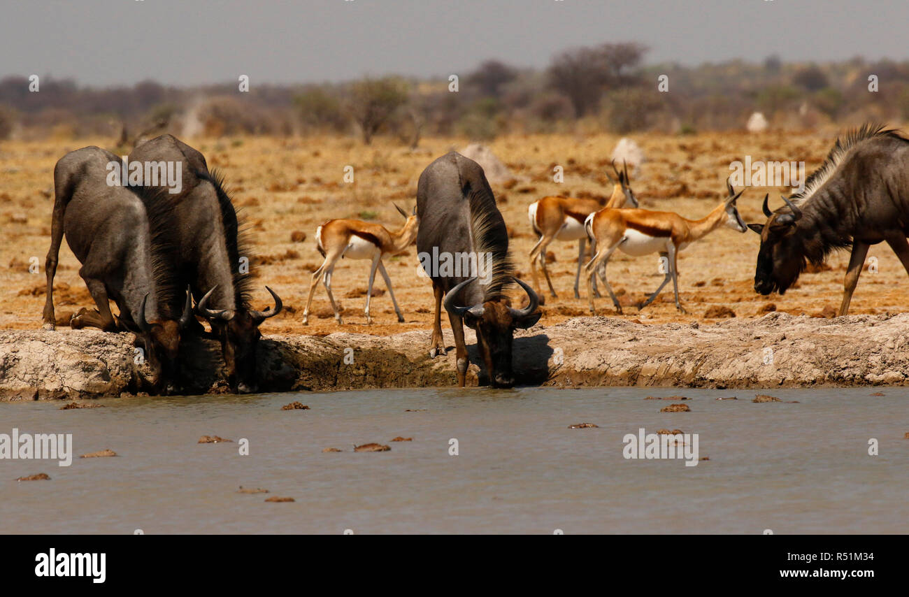 Blue Wildebeest racing down to drink Stock Photo
