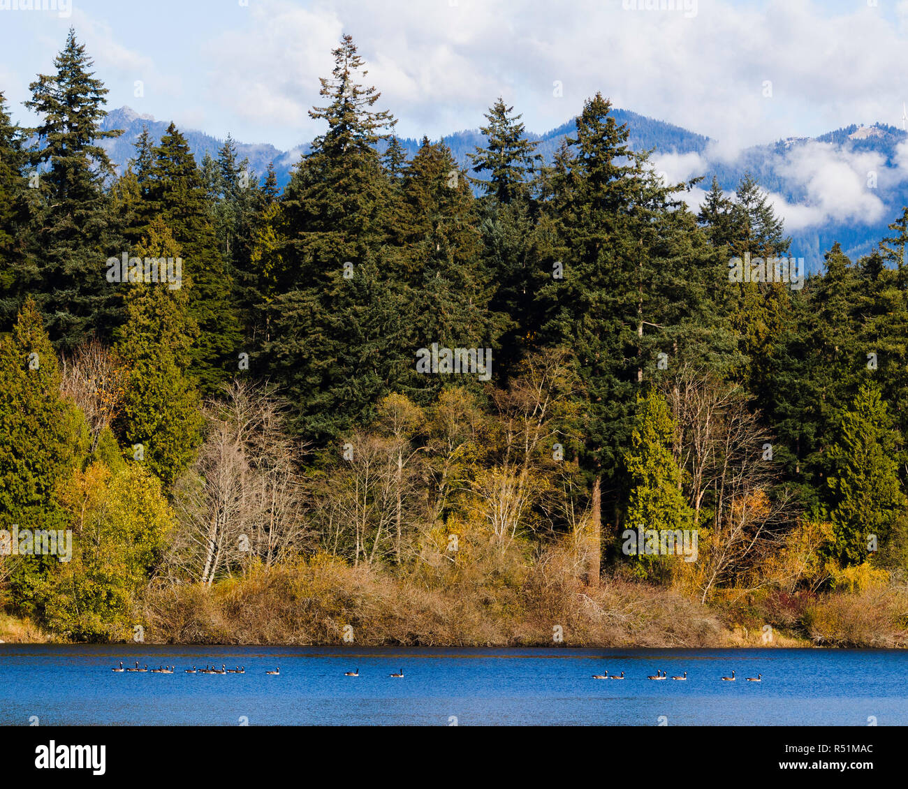 A group of Canada geese floating on Lost Lagoon in Vancouver, Canada with autumn trees in Stanley Park and Grouse mountain in the background. Stock Photo
