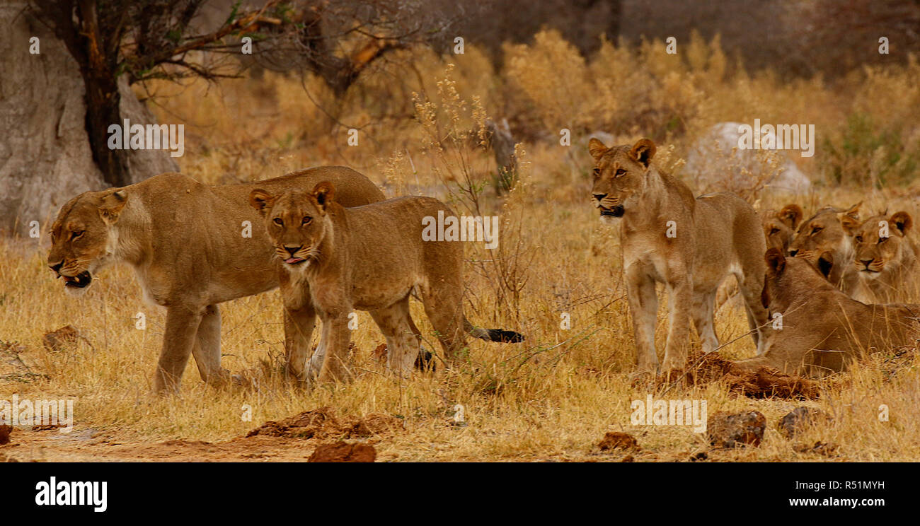 Lions great hunters and a sociable animals Stock Photo Alamy