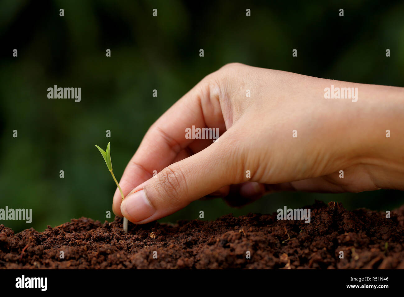 Plant growthNew beginnings Stock Photo Alamy