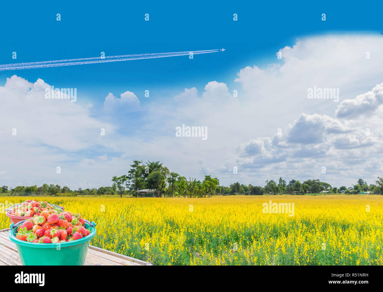 Ripe the fruit of strawberry in the container, with the yellow Sunn hemp,Indian hemp plantation field, the beautiful sky cloud background. Stock Photo