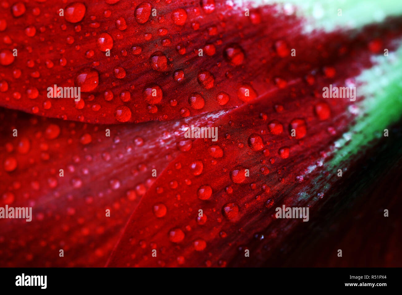 close up of rain drops on a red amaryllis flower Stock Photo