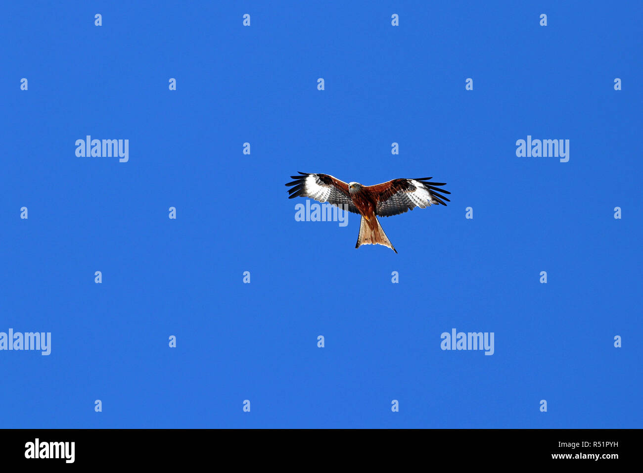 a red kite or red kite in the blue sky Stock Photo