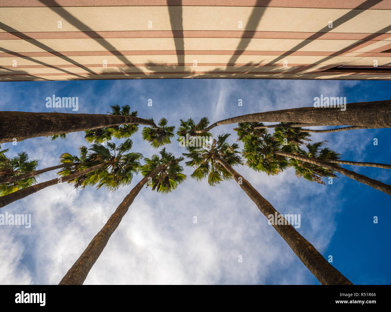 Tall palm trees against a blue sky and parking structure in Southern California. Stock Photo