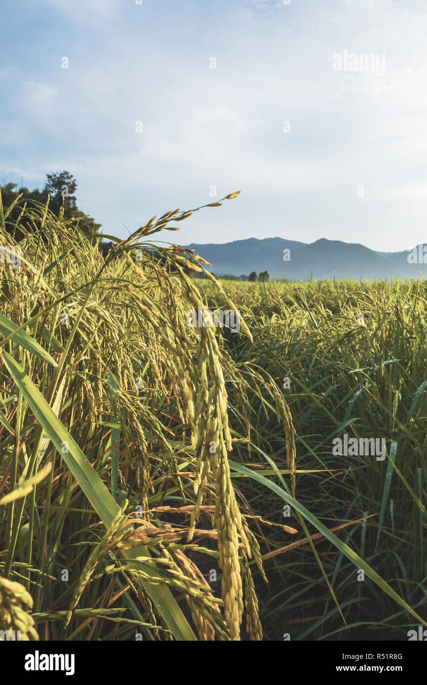 Close Up Paddy rice field Stock Photo - Alamy