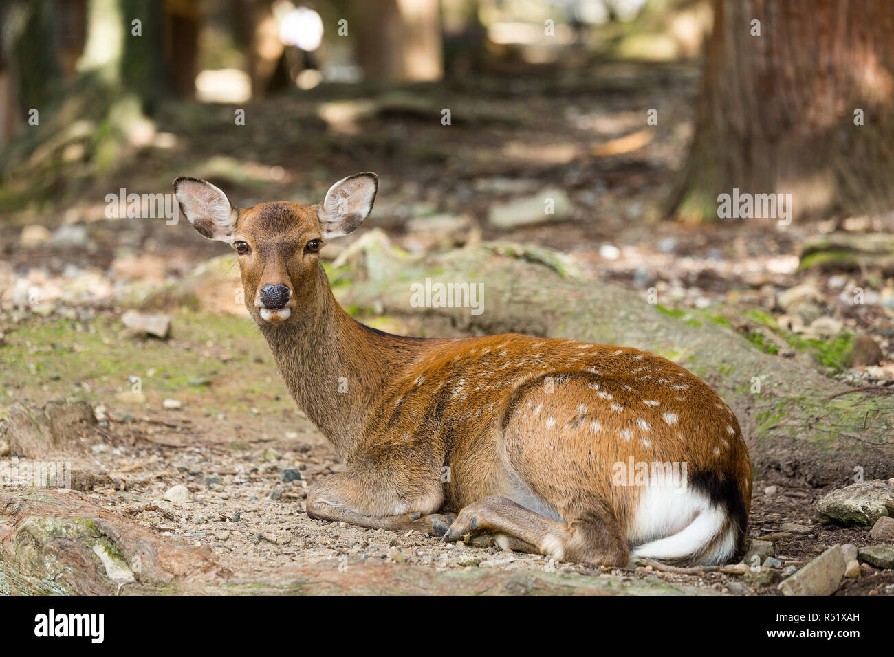 Deer lying down on the ground Stock Photo Alamy
