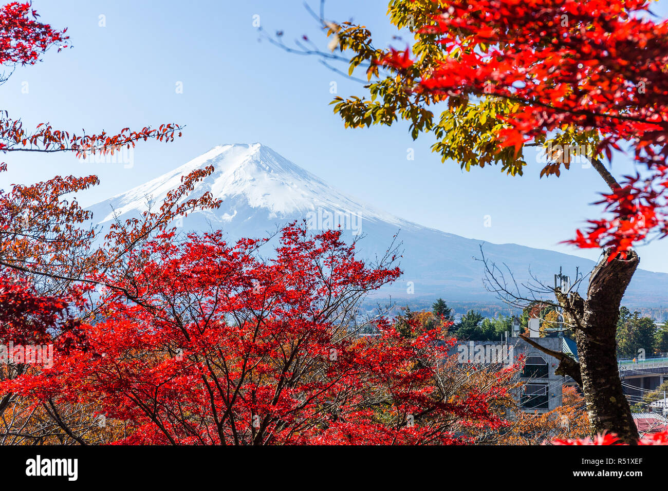 Maple tree and mountain Fuji Stock Photo - Alamy