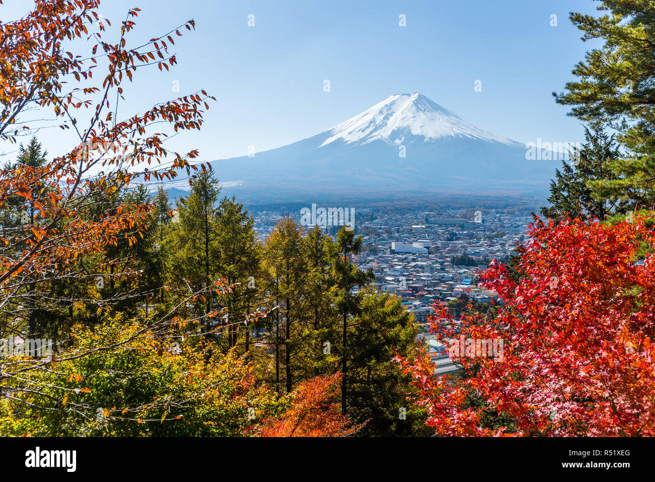 Maple tree and Mount Fuji Stock Photo - Alamy