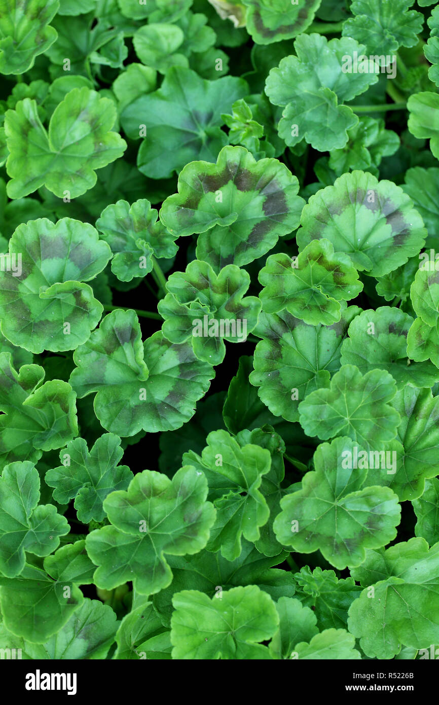 Close up of green leaves for backgrounds Stock Photo - Alamy