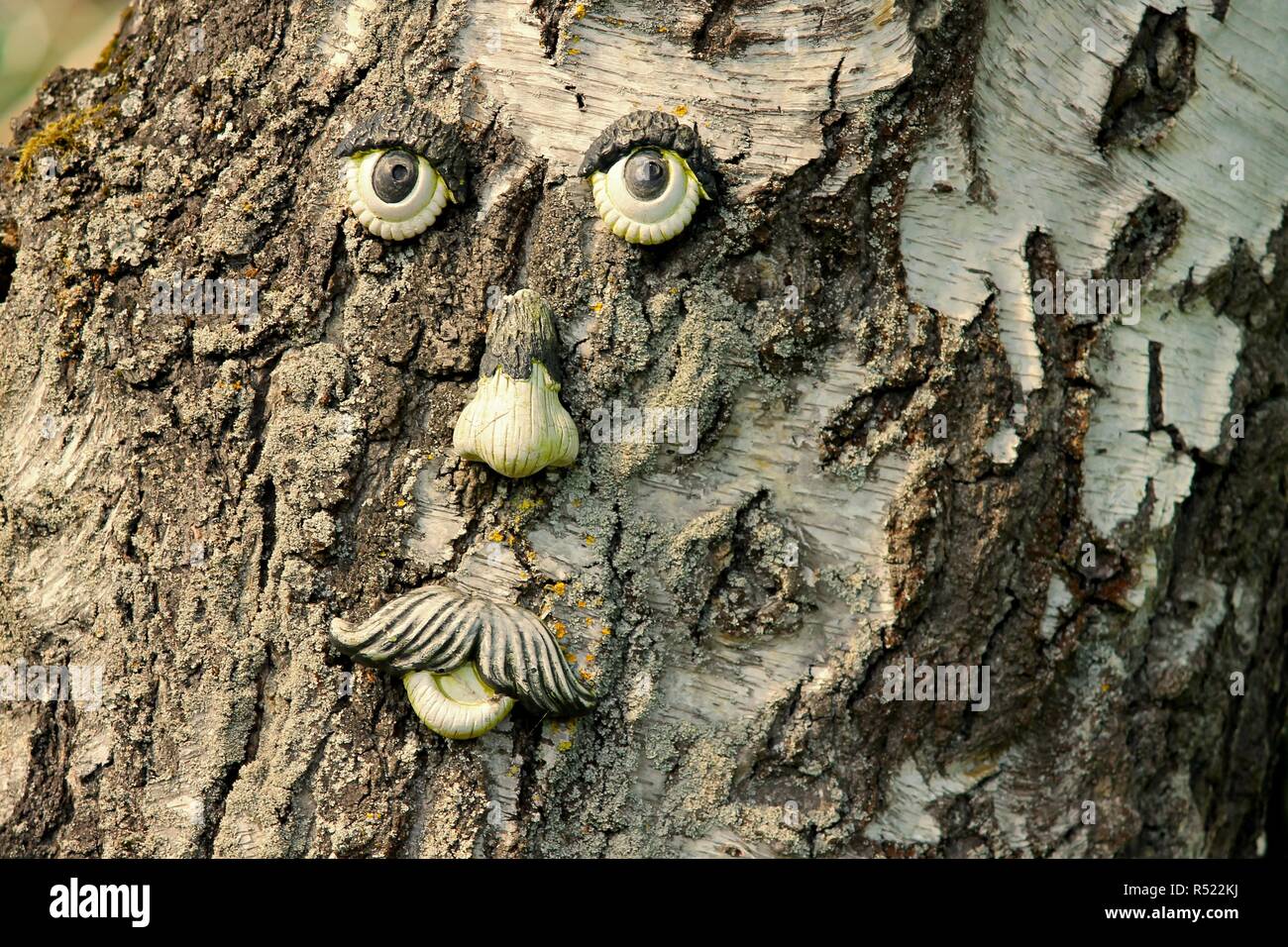 tree face with old bark Stock Photo - Alamy