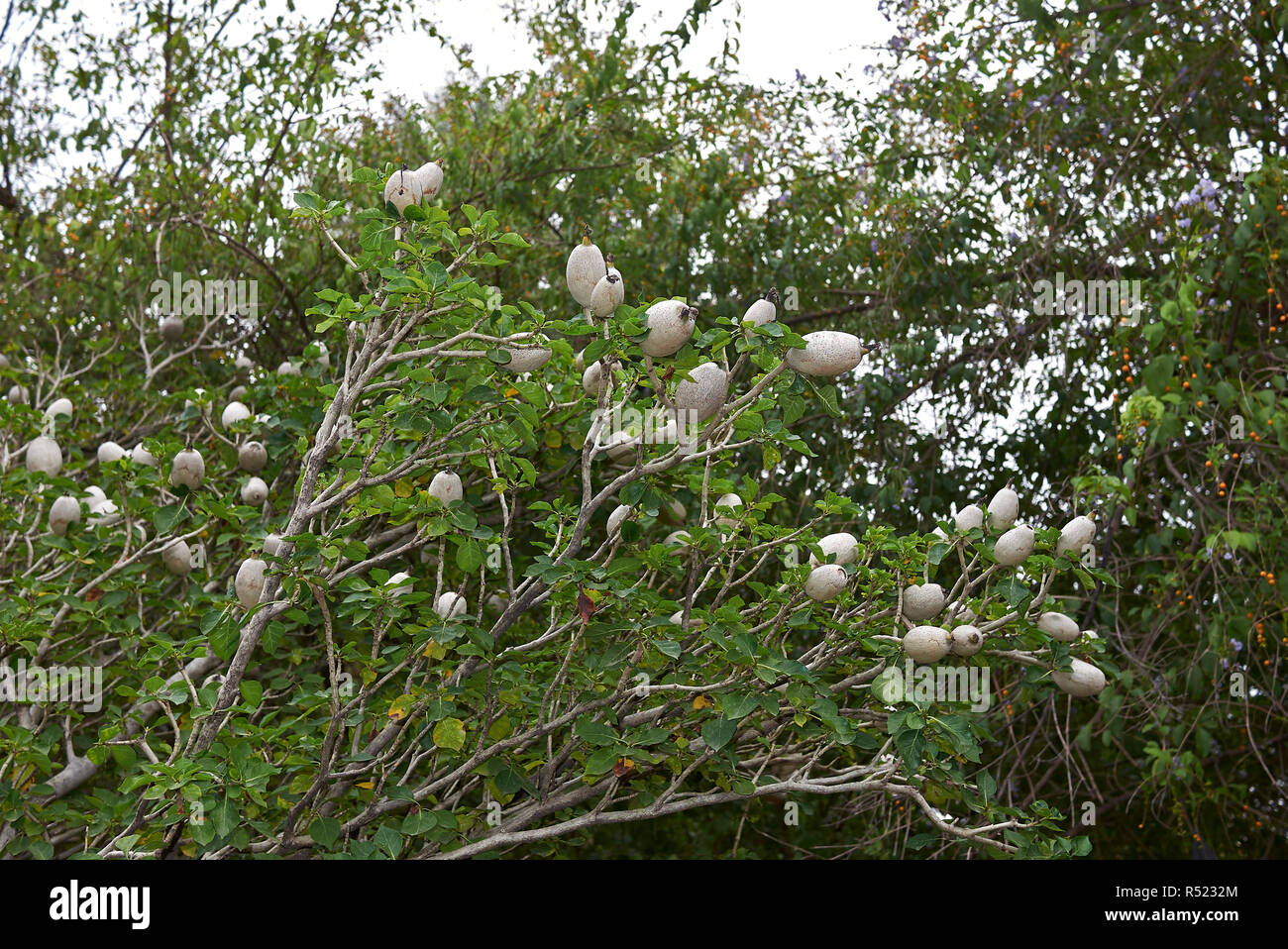 Gardenia thunbergia branch with fruit Stock Photo