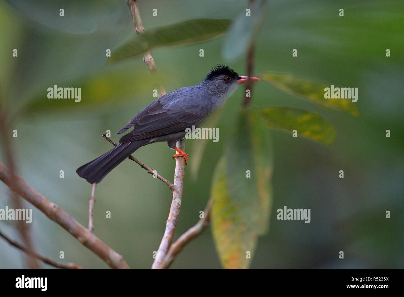 Squaretailed Bulbul (Hypsipetes ganeesa Stock Photo Alamy