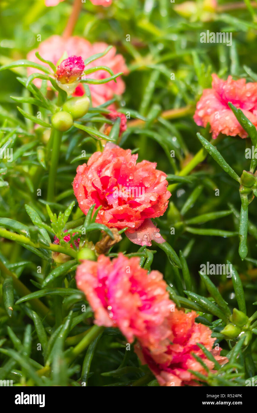 The background image of the colorful flowers Stock Photo - Alamy