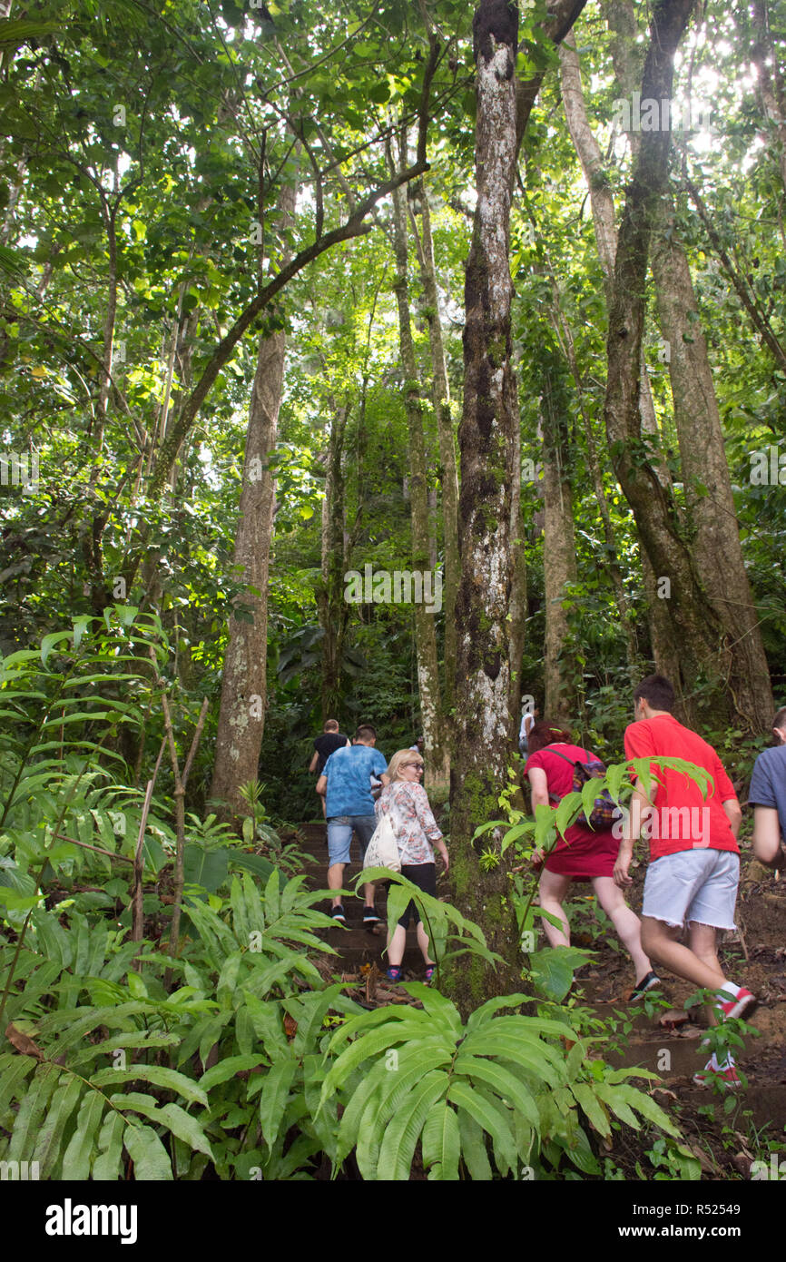 People trekking in the rainforest of Martinique Stock Photo Alamy