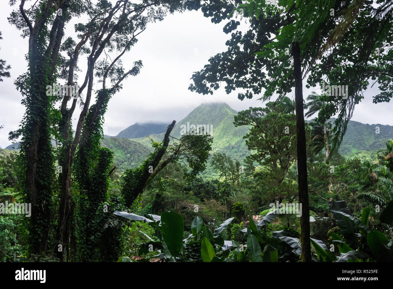 Mount Pelee Volcano and the jungle of Martinique Stock Photo Alamy