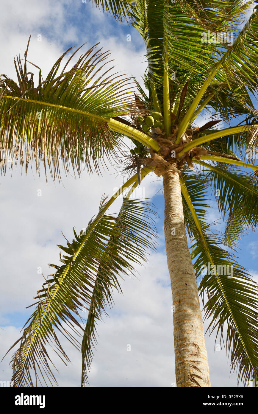 Pacific Island Palm tree Stock Photo