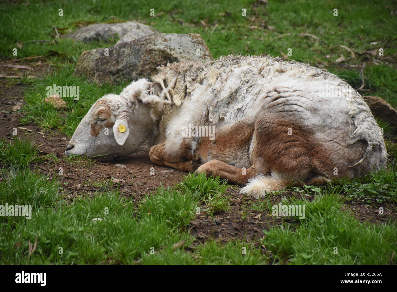 Old Sheep sleeping on grass in a farm Stock Photo