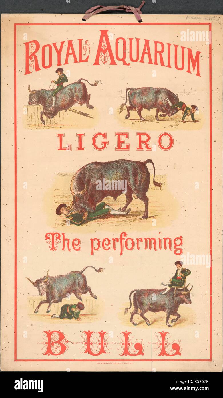 Royal Aquarium, Westminster. Ligero, the Performing Bull. Lithograph illustrations of Ligero and his matador. [London] : Letts, Son & Co. Limited, London, E.C., 1879. Source: Evan.2607. Language: English. Stock Photo
