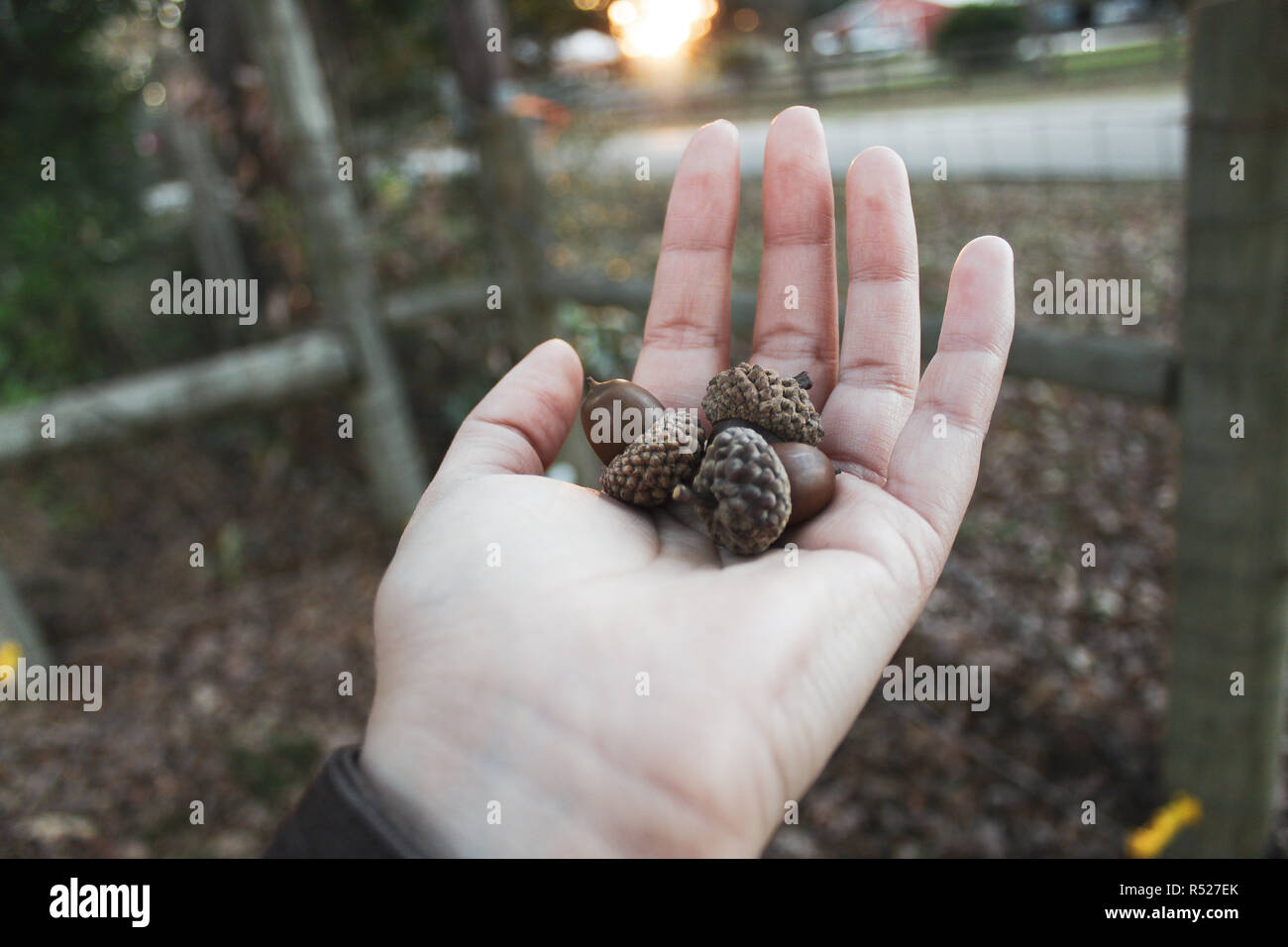 Dried acorns on hand. Fall dry leafs in background. Stock Photo