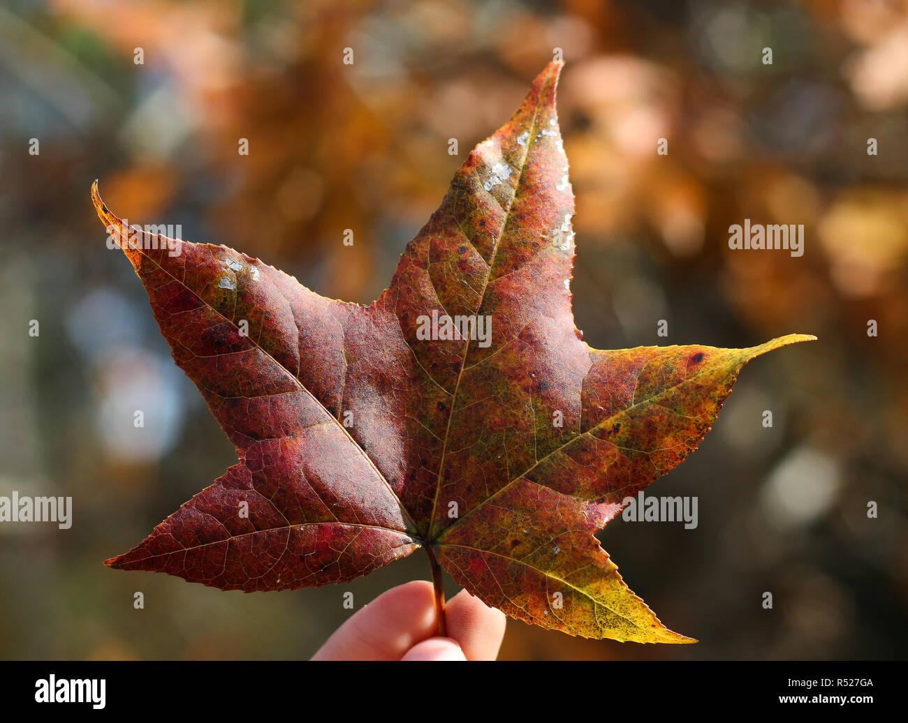 Dried acorns on hand. Fall dry leafs in  background. Stock Photo