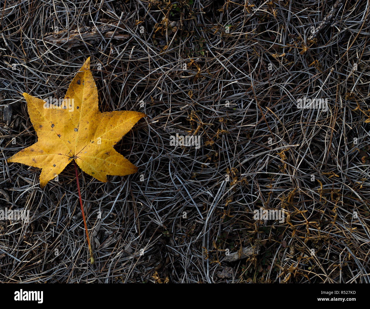 Fall orange dry leaf. Background photo. Cold day at Conroe, Texas. Green grass in the background. Stock Photo
