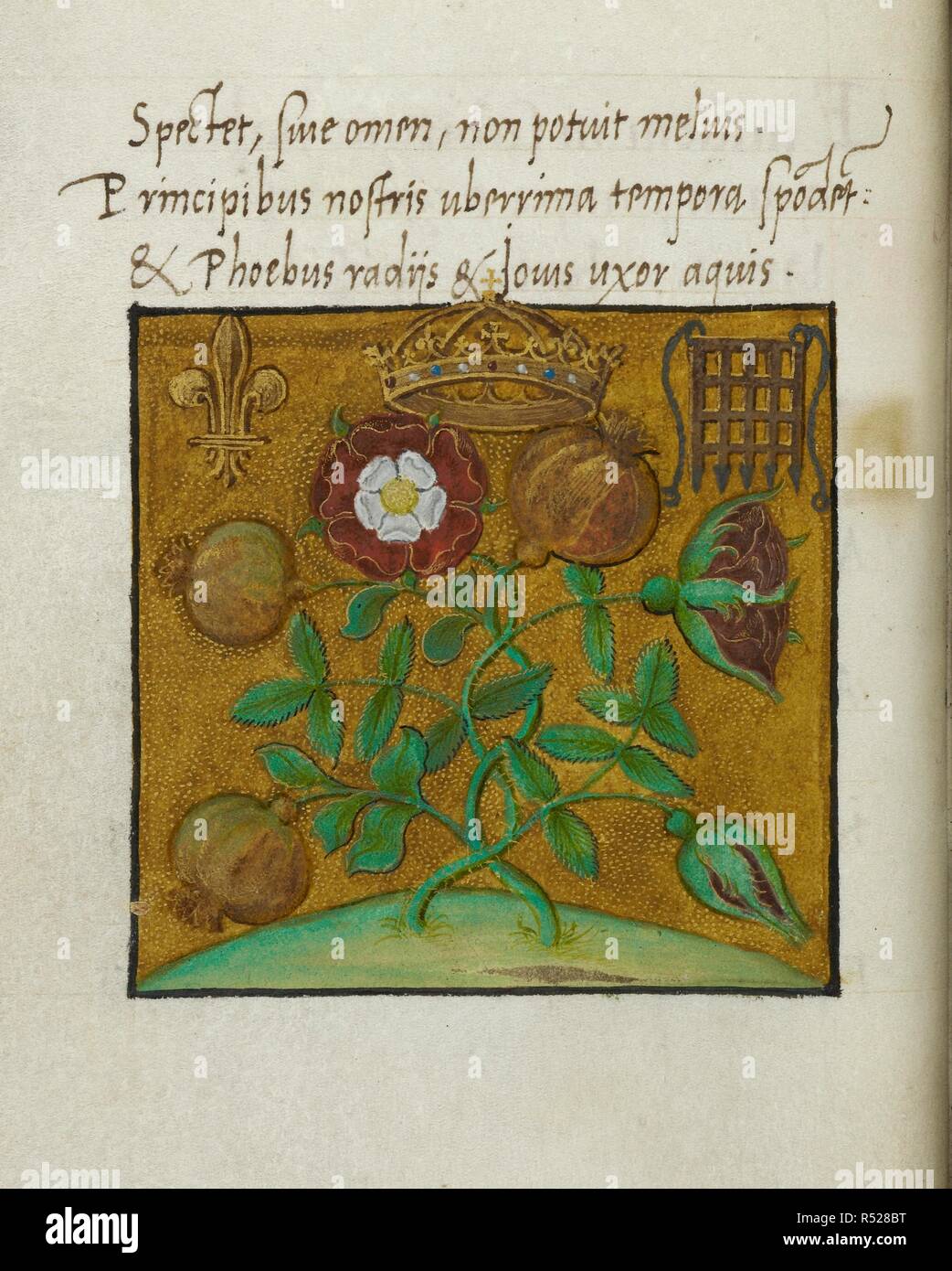 Symbols Of Royalty A Rose Bush A Tudor Rose A Portcullis