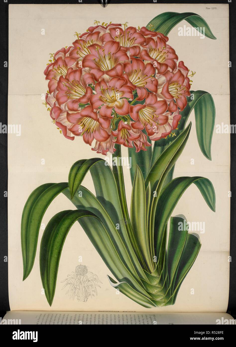 Imantophyllum Miniatum. . The Illustrated Bouquet, consisting of figures, with descriptions of new flowers. London, 1857-64. Source: 1823.c.13 plate 67. Author: Henderson, Edward George. Sowerby, Miss. Stock Photo