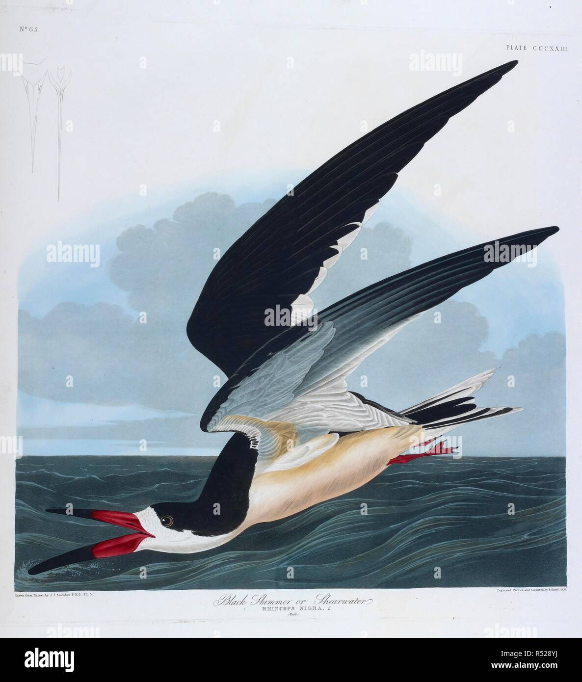 Black skimmer or shearwater. Male. The Birds of America, from original drawings. London, 1827-38. One bird flying over the sea. Colour illustration drawn by Audubon. Source: N.L.TAB.2.(3). plate 232. Language: English. Stock Photo