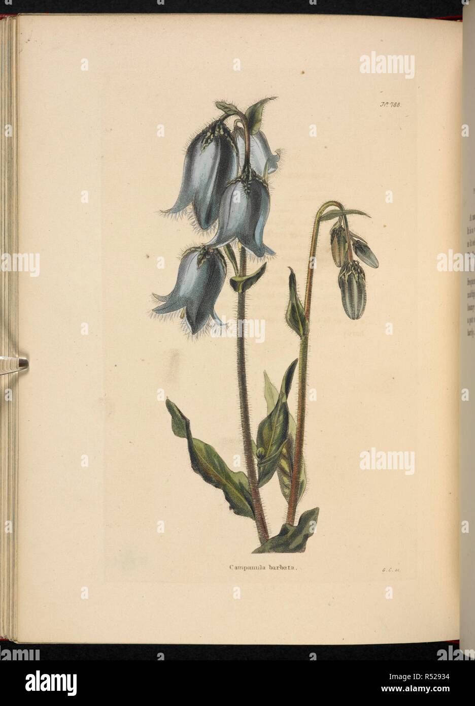 Campanula barbata. The Botanical Cabinet, consisting of coloured delineations of plants, from all countries, with a short account of each, etc. By C. Loddiges and Sons ... The plates by G. Cooke. vol. 1-20. London, 1817-33. Source: 443.b.12, vol.12, no.8. Author: Cooke, George. Stock Photo
