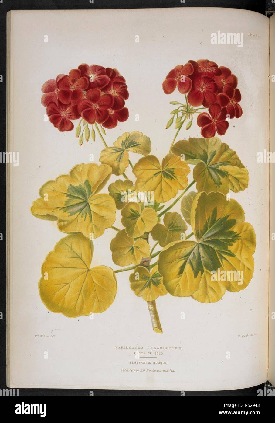 Variegated Pelargonium: Cloth of Gold. Geranium. The Illustrated Bouquet, consisting of figures, with descriptions of new flowers. London, 1857-64. Source: 1823.c.13 plate 52. Author: Henderson, Edward George. Withers, Mrs. Stock Photo