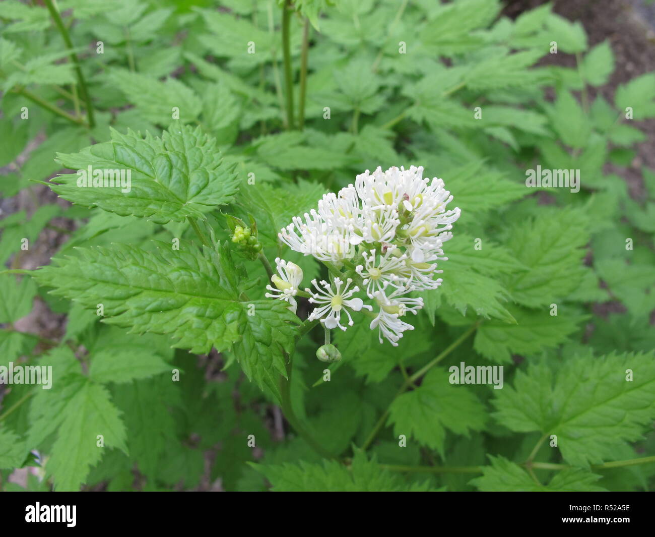 black-fruity hellebore herb with flower,actaea spicata Stock Photo