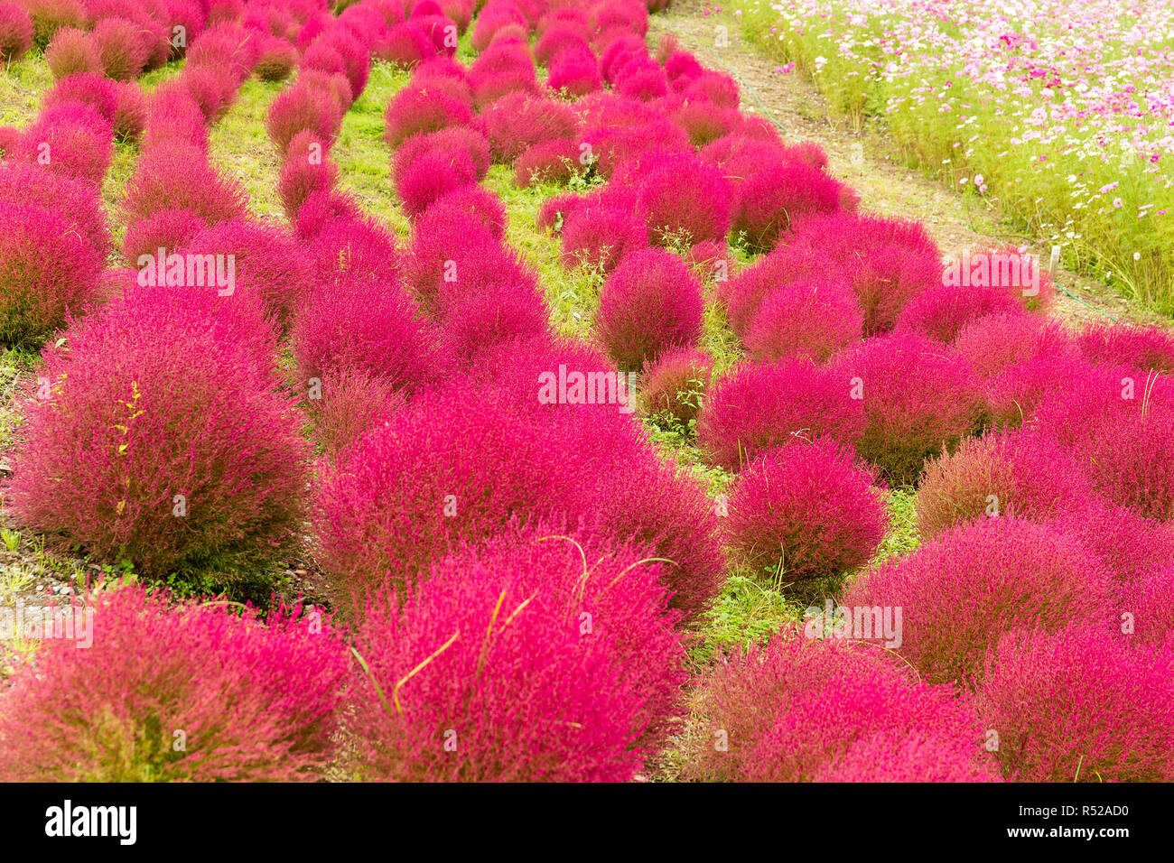 Kochia flowers meadow Stock Photo