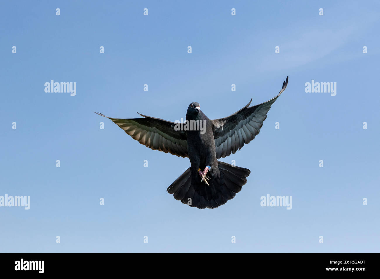 Paloama hi-res stock photography and images - Alamy