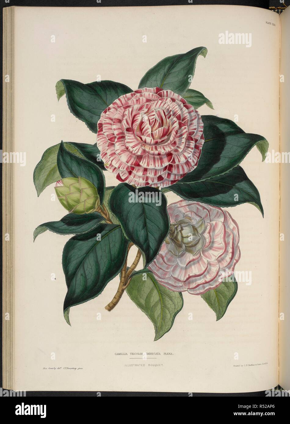 Camellia Tricolor Imbricata Plena.  . The Illustrated Bouquet, consisting of figures, with descriptions of new flowers. London, 1857-64. Source: 1823.c.13 plate 31. Author: Henderson, Edward George. Sowerby, Miss. Stock Photo