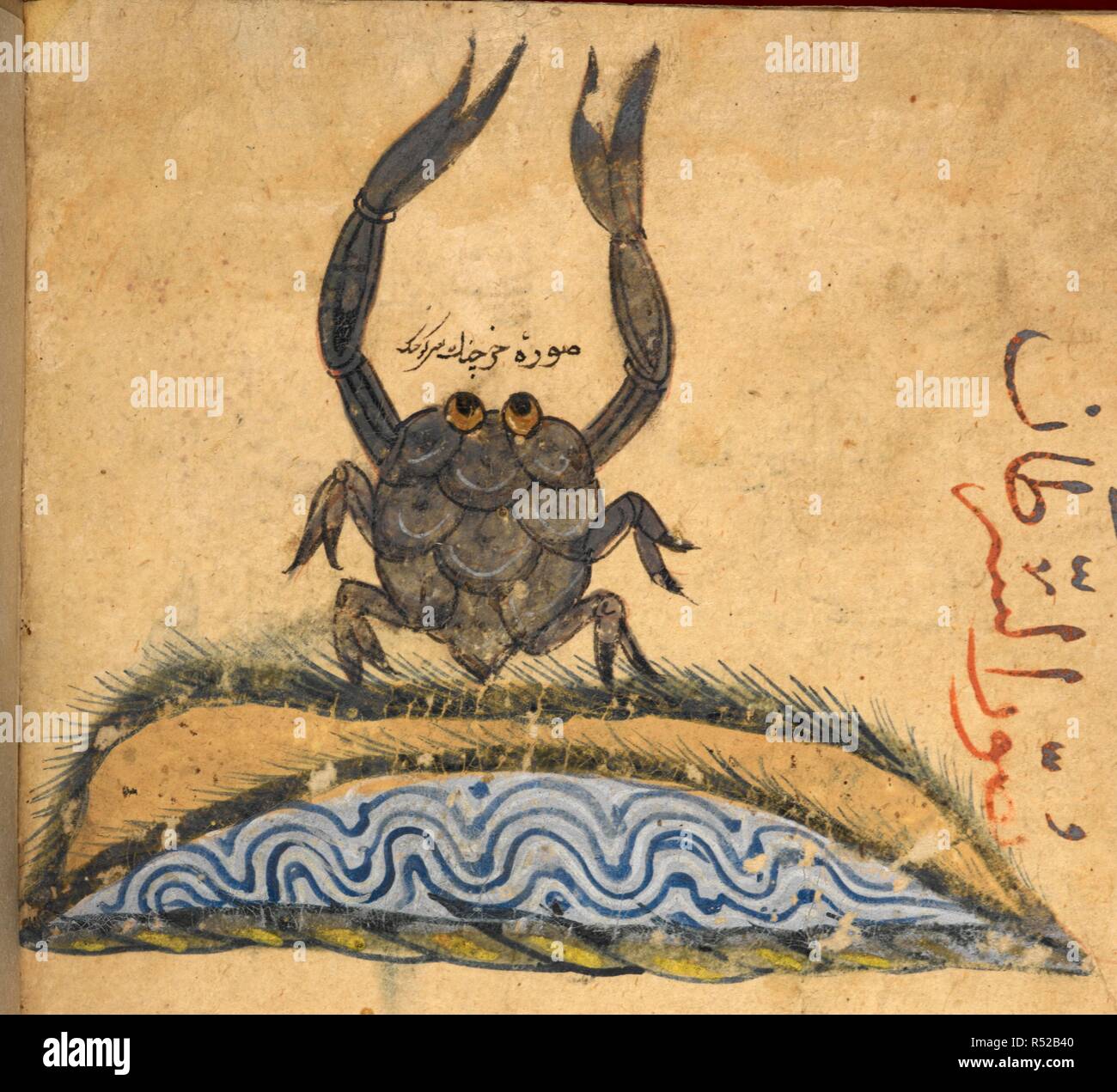 A crab. Kitab Na't alhayawan (book of the characteristics of animals