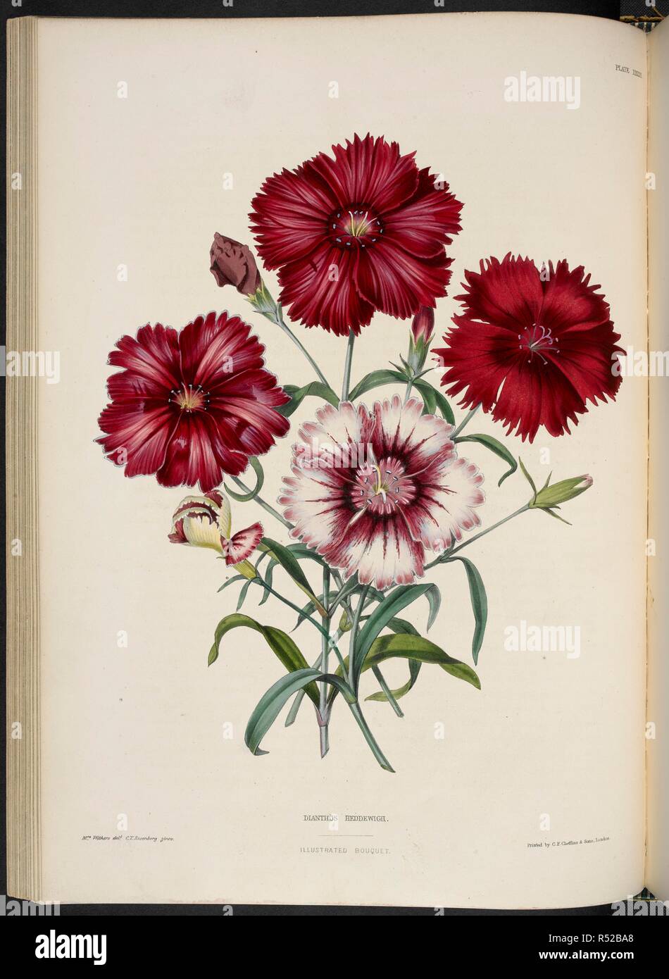 Dianthus sinensis, var. Heddewigii. Dianthus chinensis (China pink.) Dianthus Heddewigii. . The Illustrated Bouquet, consisting of figures, with descriptions of new flowers. London, 1857-64. Source: 1823.c.13 plate 33. Author: Henderson, Edward George. Withers, Mrs. Stock Photo
