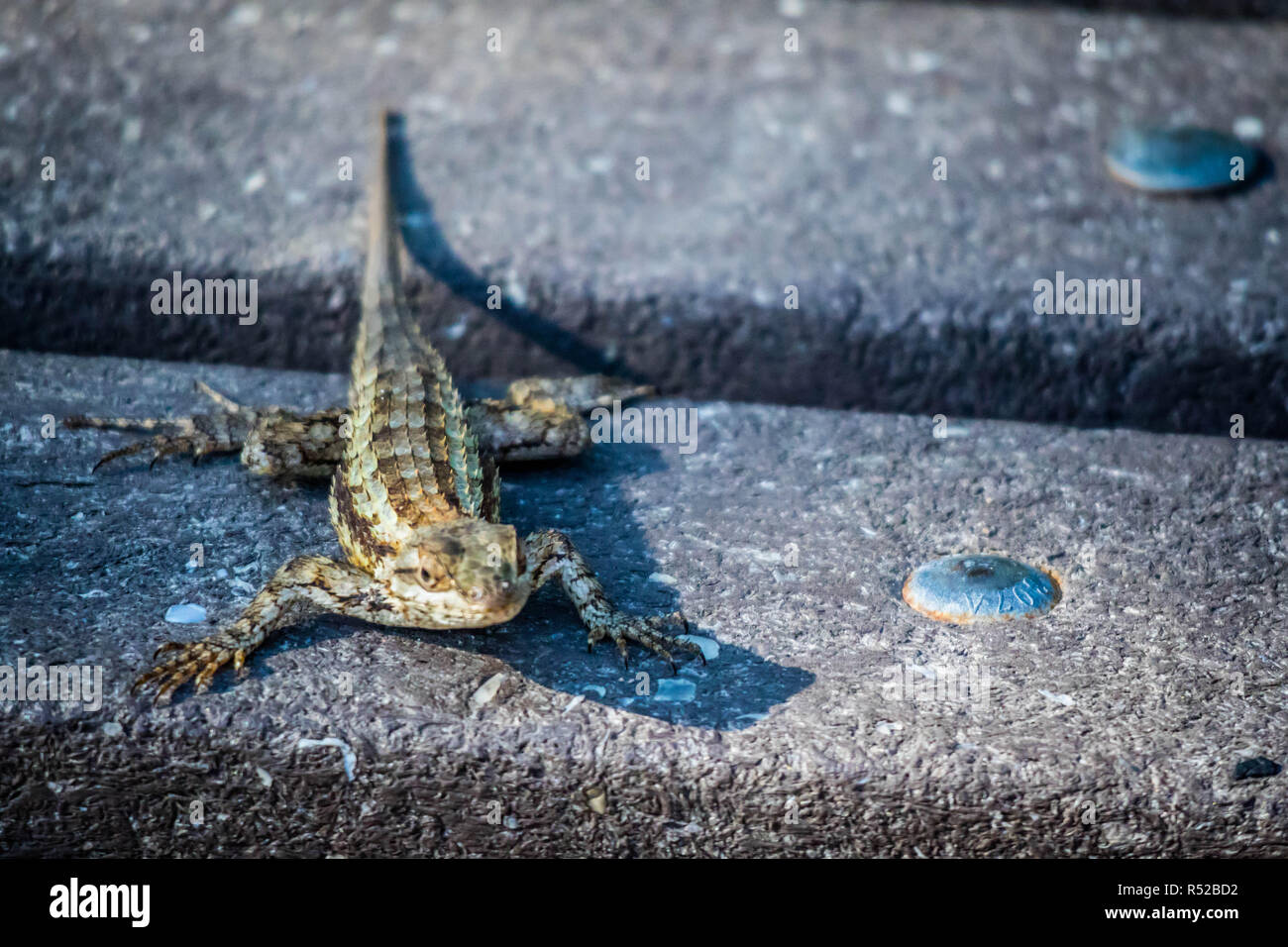 A Texas Spiny Lizard in Harlingen, Texas Stock Photo