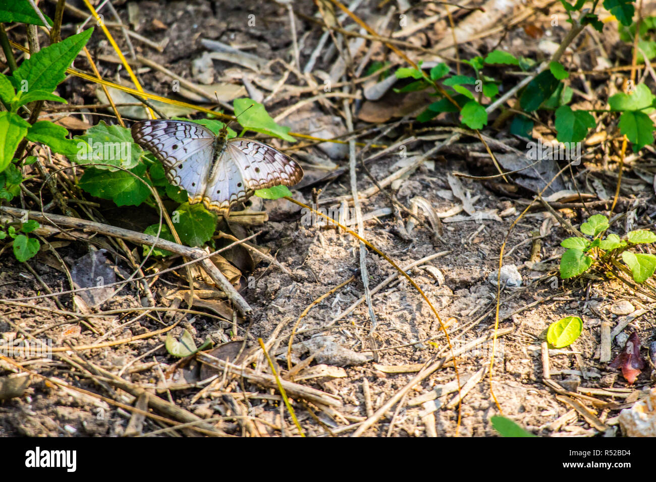A White Peacock Butterfly in Harlingen, Texas Stock Photo - Alamy