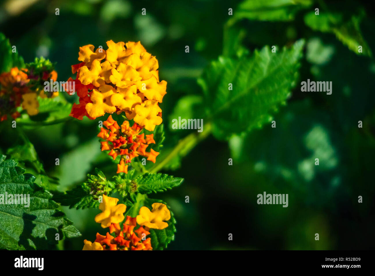 An Orange Lantana Camara Flowering Plants In Harlingen Texas Stock Photo Alamy