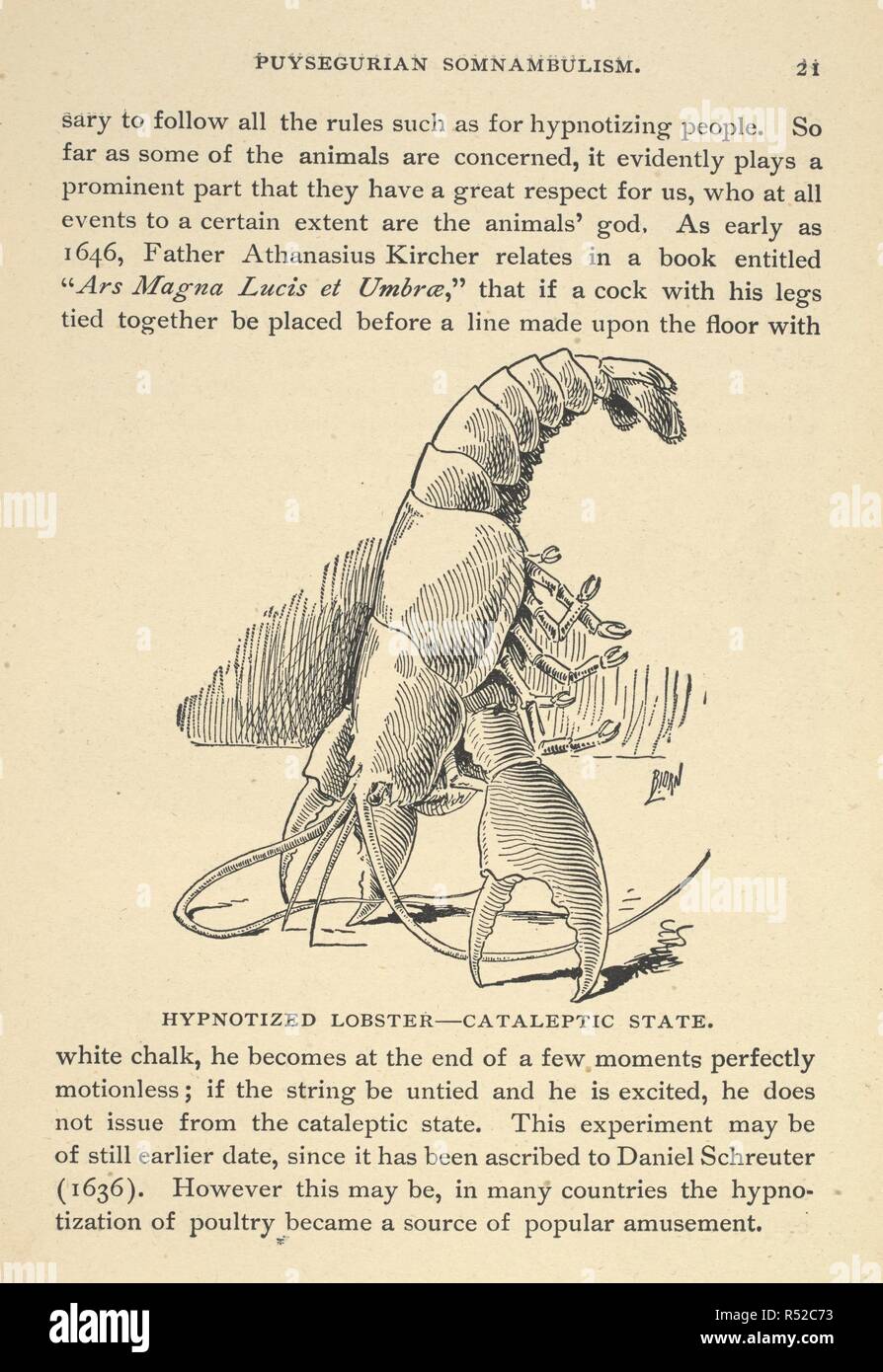 Hypnotised lobster - cataleptic state. Hypnotism. Its facts, theories and related phenomena ... Fourth revised edition. Chicago : C. Sextus, 1896. Source: 7410.dh.20 page 21. Author: Sextus, Carl. Stock Photo