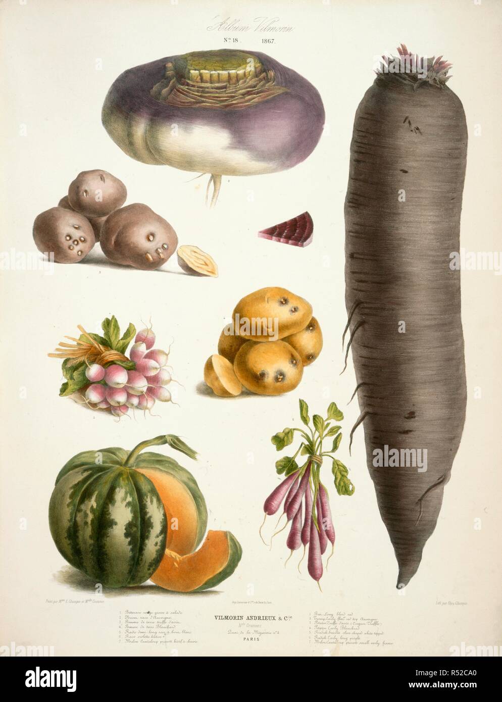 Various vegetables. Album Vilmorin. (68 Coloured plates of vegetables. Paris, 1850. Turnip; Potatoe; Radish; Cantaloupe.  Image taken from Album Vilmorin. (68 Coloured plates of vegetables and flowers printed by E. Champin and Mlle. Coutance.)  Originally published/produced in Paris, 1850. . Source: N.Tab.2004/11, plate 18. Language: French. Stock Photo