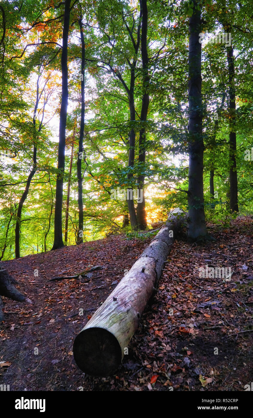 Tree trunk lying in the forest. Stock Photo