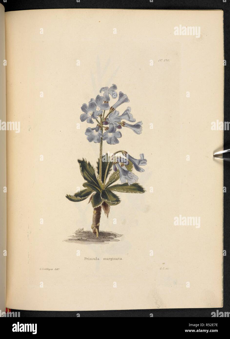 Primula marginata. The Botanical Cabinet, consisting of coloured delineations of plants, from all countries, with a short account of each, etc. By C. Loddiges and Sons ... The plates by G. Cooke. vol. 1-20. London, 1817-33. Source: 443.b.7, vol.3, no.270. Author: Cooke, George. Stock Photo