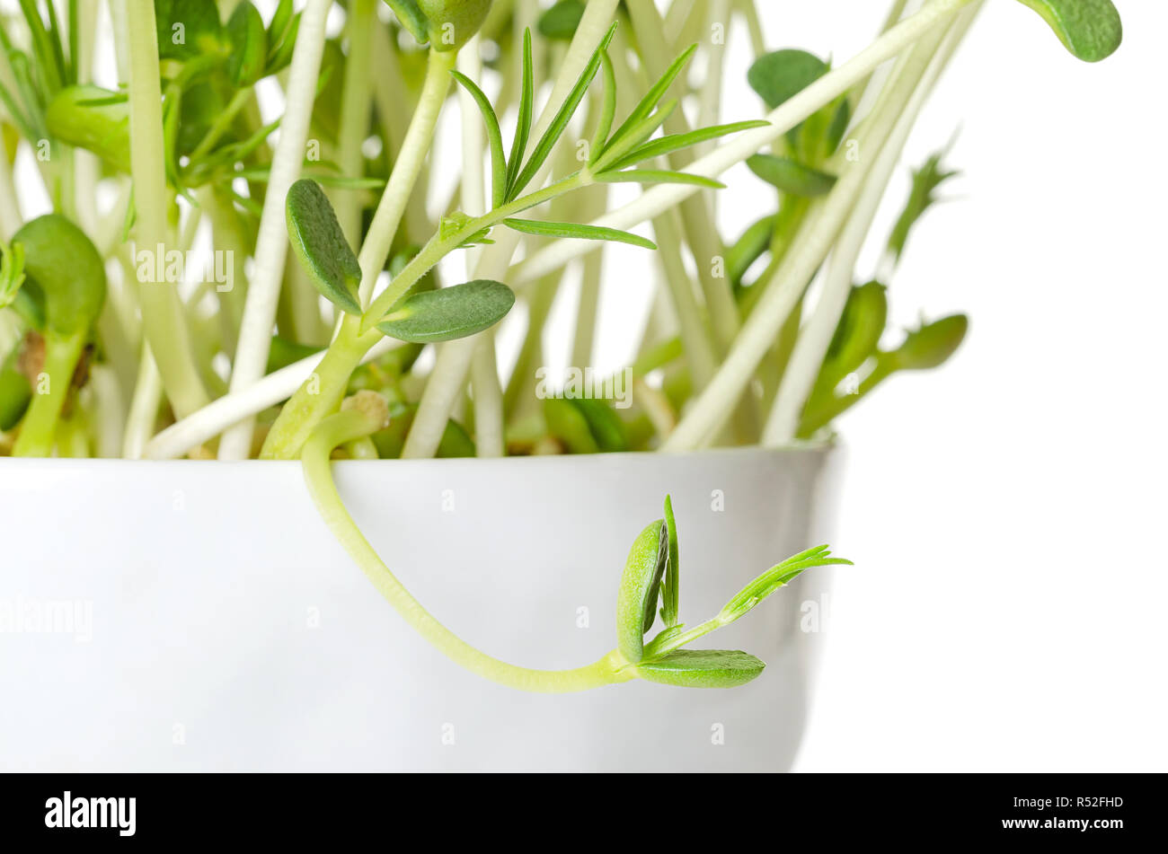 Sweet lupin bean seedlings, macro photo. Young plants, sprouted from lupin bean kernels, containing toxic alkaloids. Green sprouts and leafs. Stock Photo